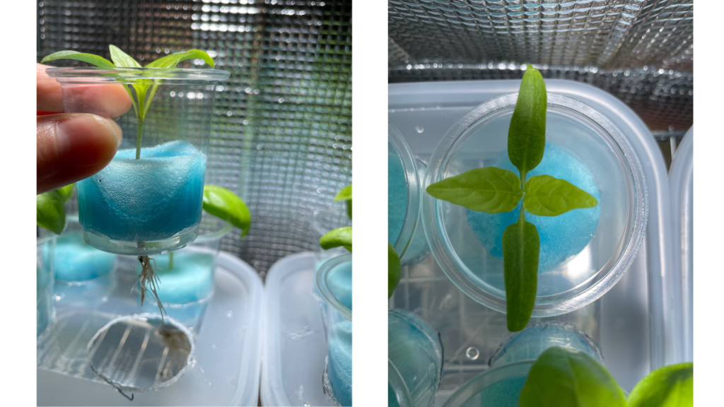 これは“野菜”じゃなくて“スイーツ”かも 🍅 山形県南陽市にある「あさの農園」さんの水耕栽培ミニトマトとパプリカに出会ってしまいました。ひと口食べた瞬間、思わず「甘っ ！」って声が出たほど。 ミニトマトは、口に入れたとたんじゅわっと果汁が広がって、まるで