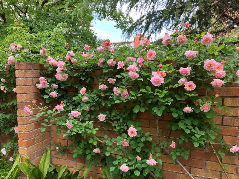 アデニウムオベスム天空のバラについてです。8月2日に購入しましたが、ここ二- Yahoo!知恵袋