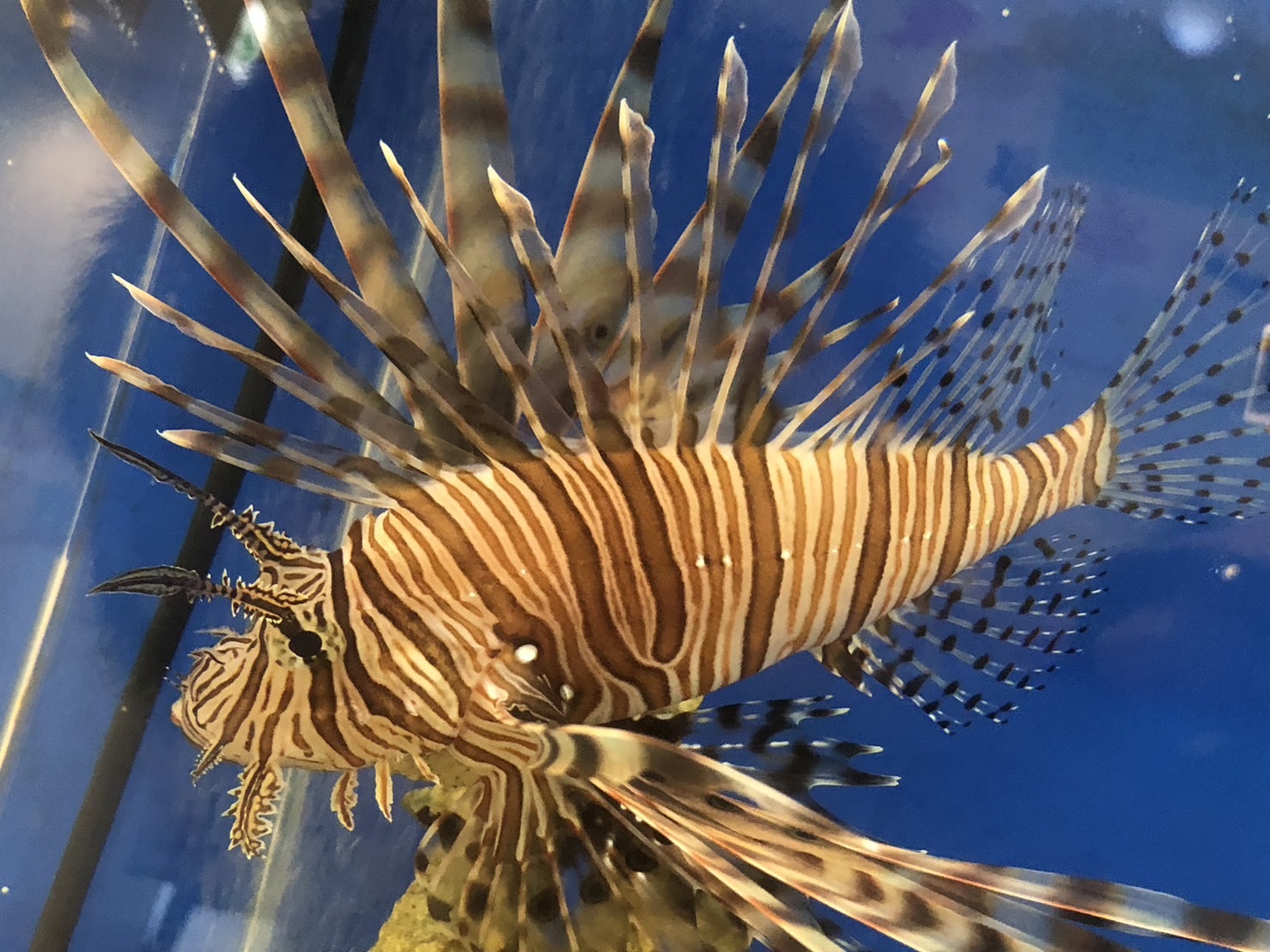 魚のヒレのヒミツ 泳ぐためではないヒレも！魚食普及推進センター 一般社団法人 大日本水産会