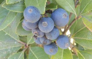 モッコクの実を食べる ＊ジョウビタキ♂: メンバラ＆身近な自然