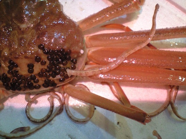 蟹鳥県」の美味 「鳥取の松葉ガニ」食文化を旅する