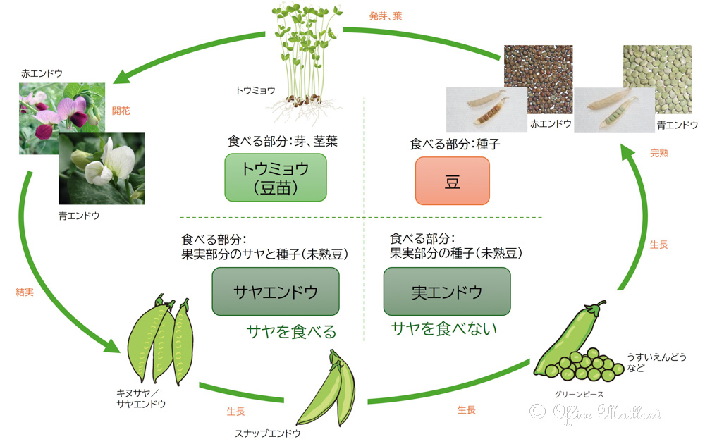 エンドウ グリーンピース・サヤエンドウ・スナップエンドウ の育て方・栽培方法WEBの野菜の育て方～家庭の野菜栽培～