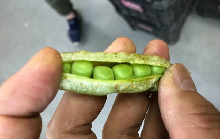 春の食材エンドウ豆 絹サヤ、グリーンピース、豆苗との違いと系図 - ウェザーニュース