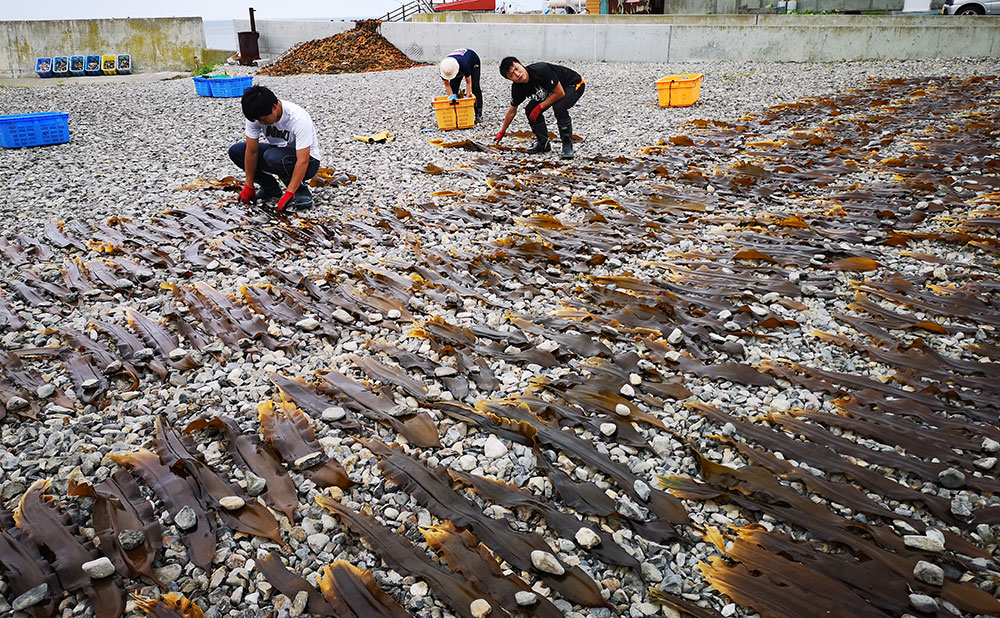 乾燥昆布の写真素材94502849- PIXTA