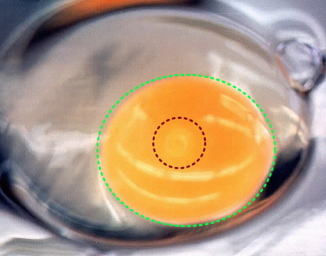 同じパックに入ってた卵なのに、黄身の色が2種類も違うんだ : r mildlyinteresting