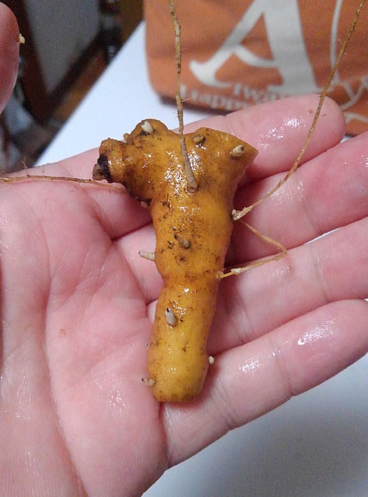 食べられる庭図鑑20 ヨモギとタンポポ