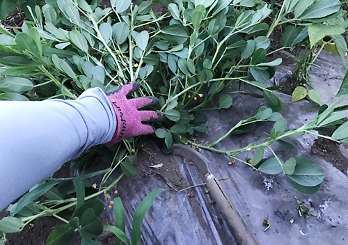 ナス コンパニオンプランツを植える！庭べじ☆初心者の家庭菜園日記