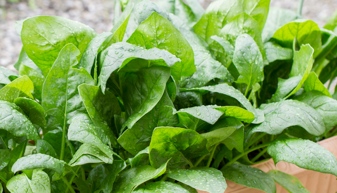 ちぢみほうれん草とは？美味しさの秘密や基本の育て方までご紹介！BOTANICA