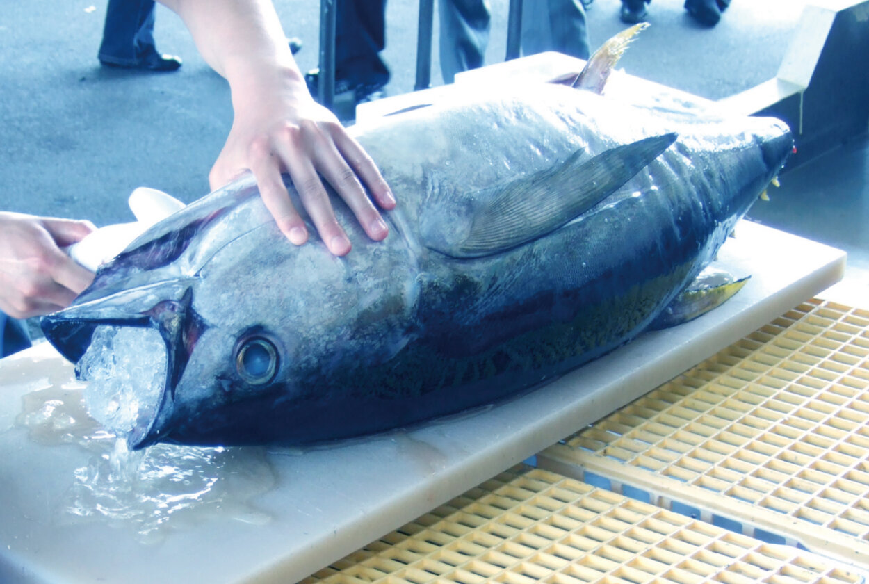 青魚とはどんな魚？定義・代表的な種類など徹底解説