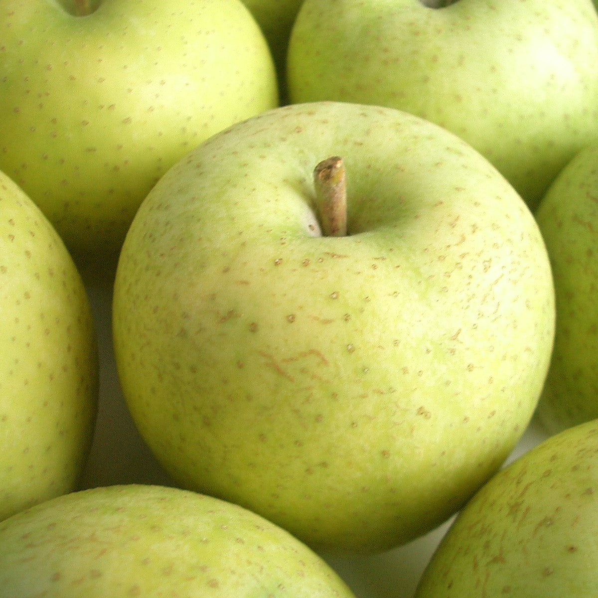 青森県五所川原市のリンゴ選びに迷ったとき必読！～青森県五所川原市りんご特集～ふるさとチョイス - ふるさと納税サイト