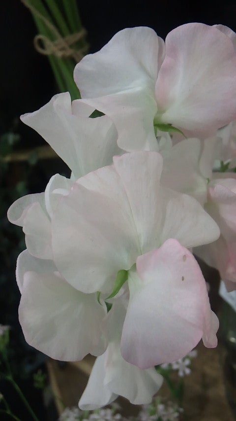 今日は、暖かくスイートピーがたくさん咲いてます。 一枚目は、花切り前 二枚目は、花切り後カクタ花農場スイートピーピンクラムとちぎの花栃木県上三川町