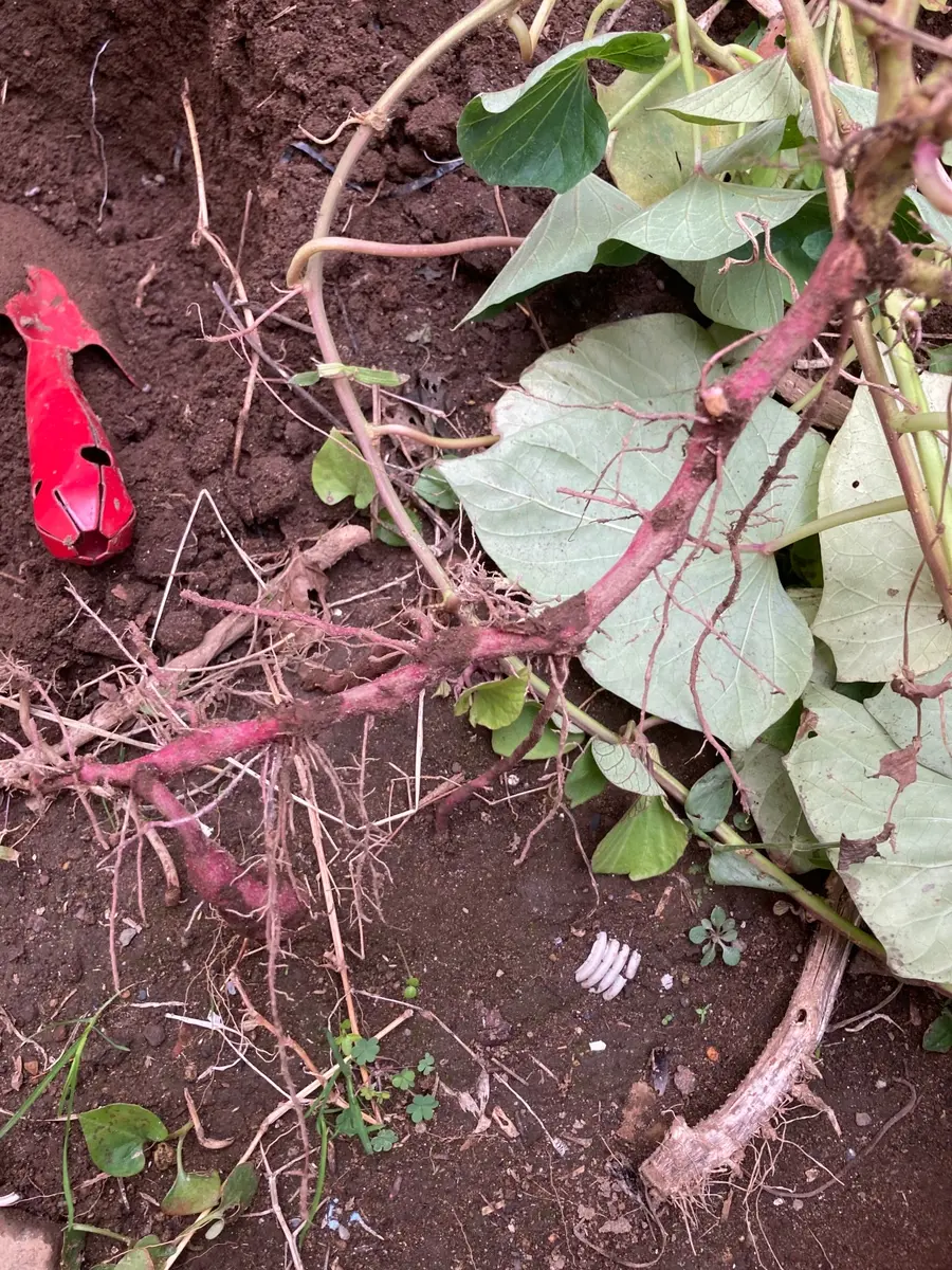 初心者向け サツマイモの育て方完全ガイドプランター栽培から甘い芋を収穫する全手順