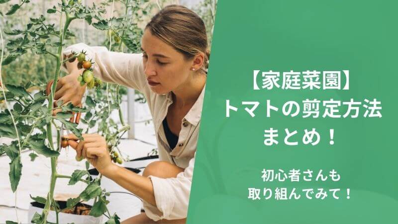 おまかせ菜園フクダ流 トマトの整枝 脇芽１葉残しが有効日本農業新聞