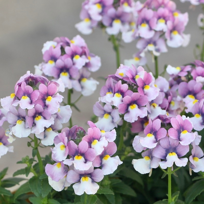 ラズベリー」とはどんな色？「ラズベリーレッド」や似合う人もTRANS.Biz