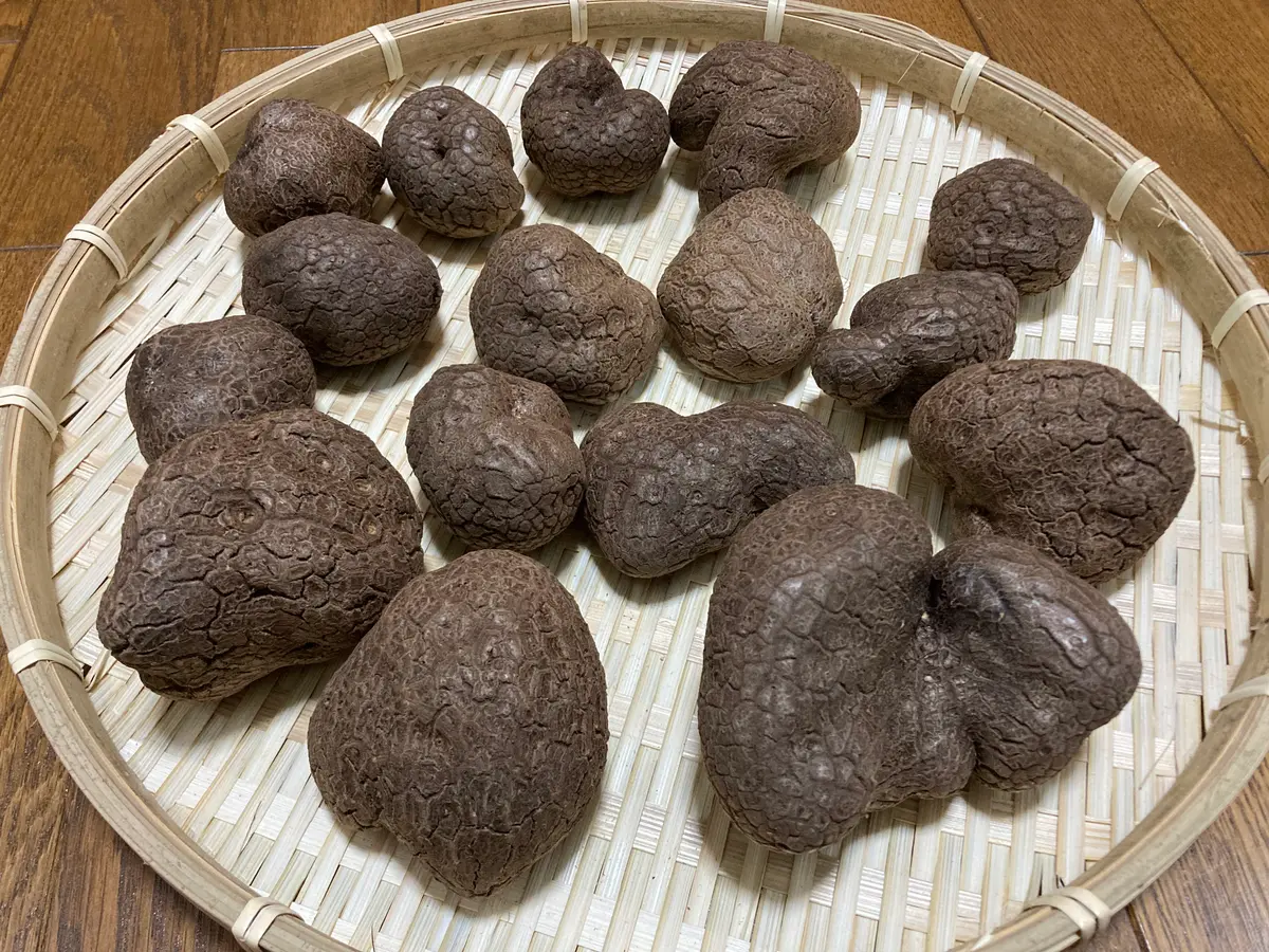 山芋のお好み焼き風 簡単！美味！すりおろして焼くだけの秋の味覚てのん 人ものがたり ウェブメディア