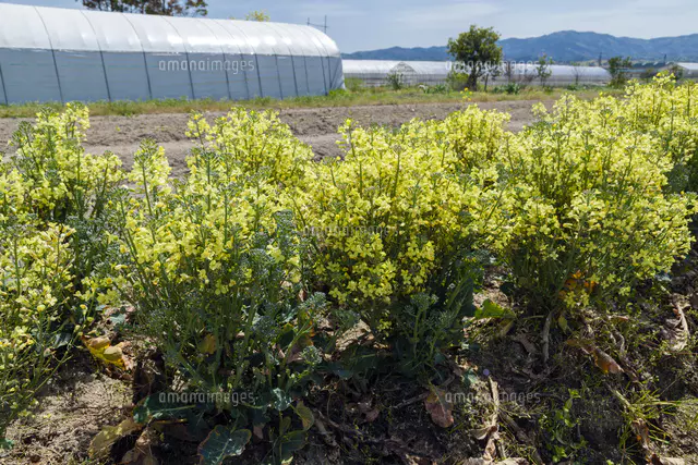 有限会社安井ファーム on X