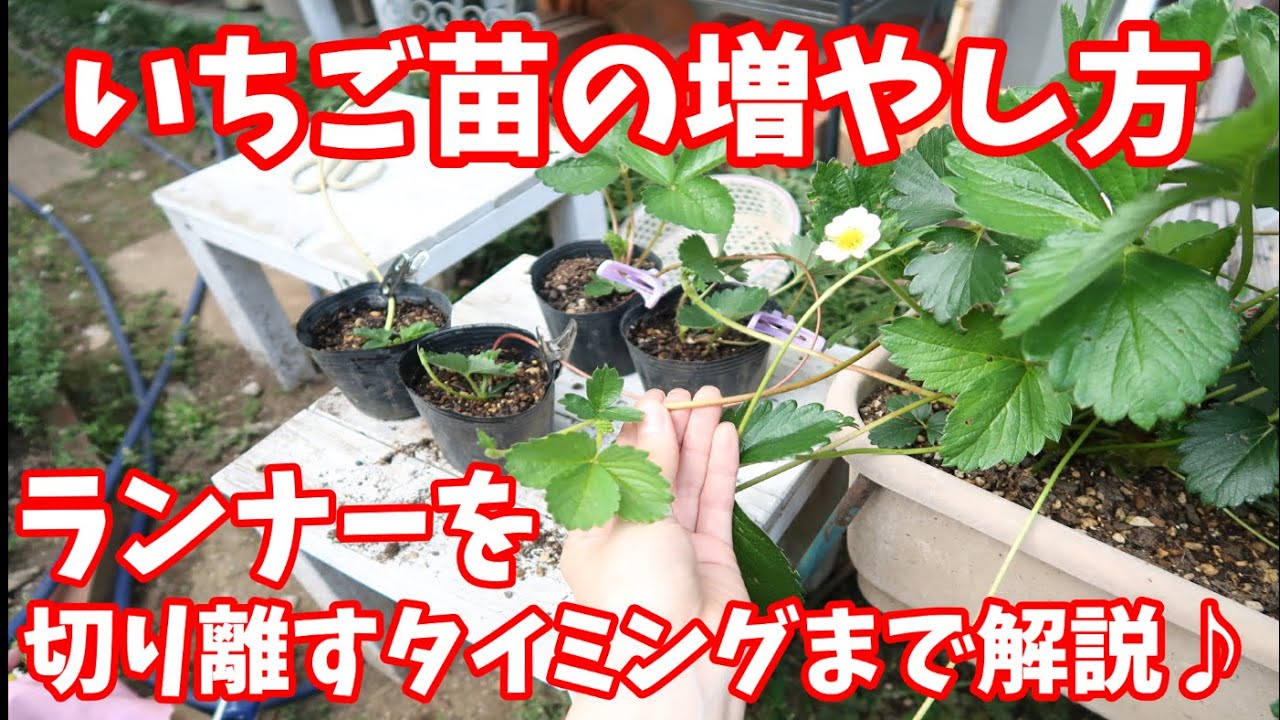 イチゴの栽培育て方のコツ、苗の植え方、適した時期は？HORTI by GreenSnap