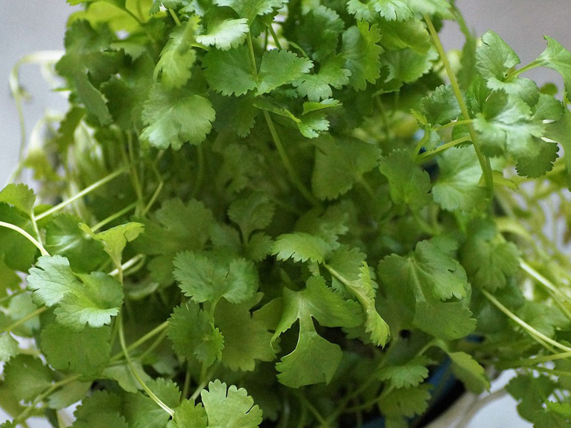 好きな人にはたまらない！意外な使い方も見つかる「パクチー」料理10選クックパッドニュース