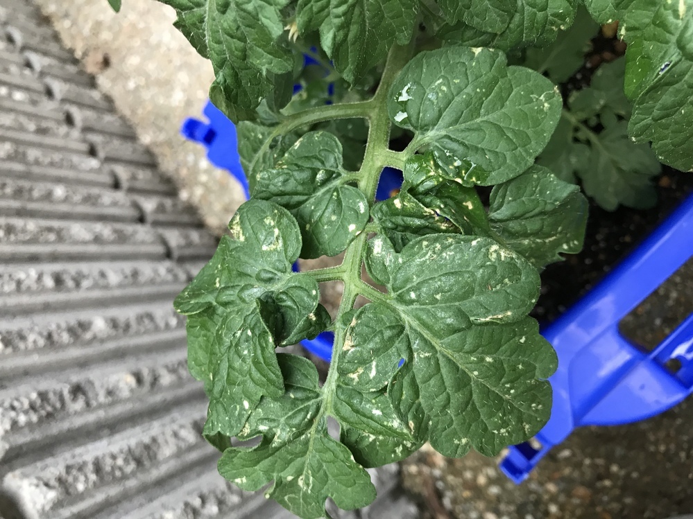 トマト・ミニトマトのハダニの症状と対策水耕栽培Ｑ＆Ａ