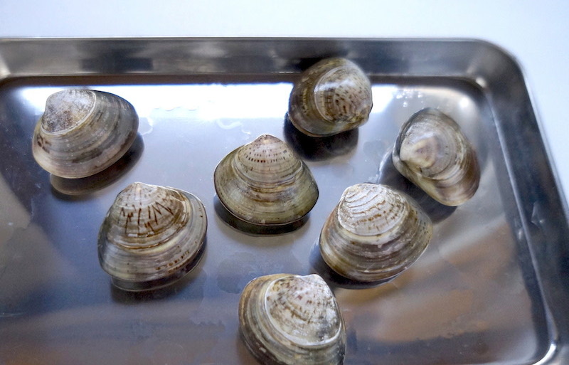 大アサリとは？ハマグリやホンビノスとの違いも解説デリッシュキッチン