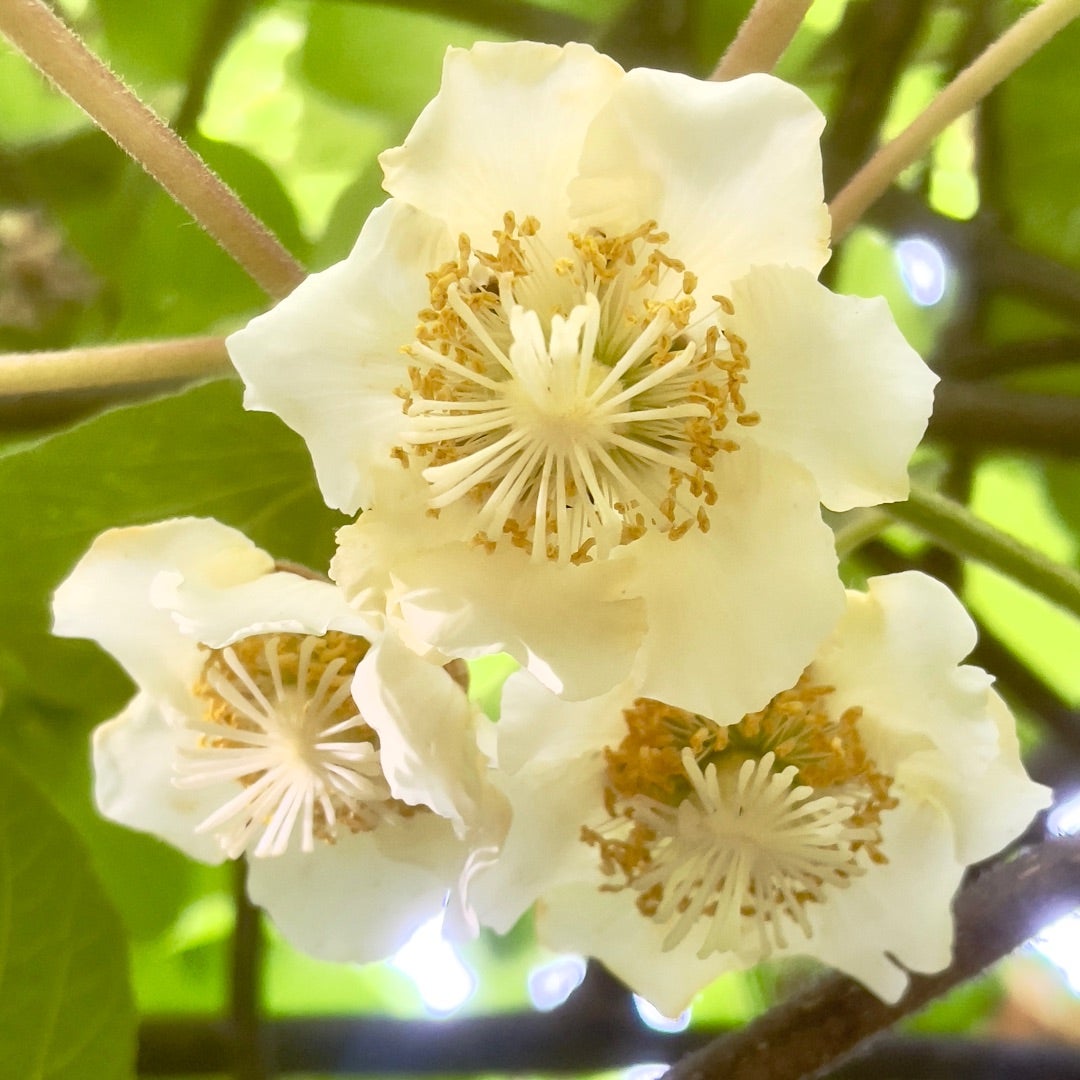 キウイフルーツから探る「植物の性別」の進化academist Journal