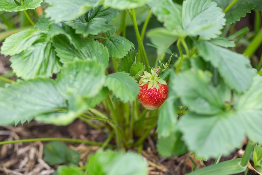 いちごの増やし方はランナーを切るタイミングが重要？株分け方法も解説🍀GreenSnap グリーンスナップ