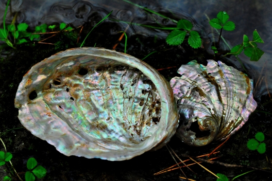 二枚貝の貝毒について～アサリも毒化する～いきものはすごい