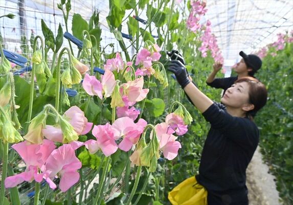 スイートピーの品種 ピンク系太陽農園宮崎県日南市風田農園直送スイートピー