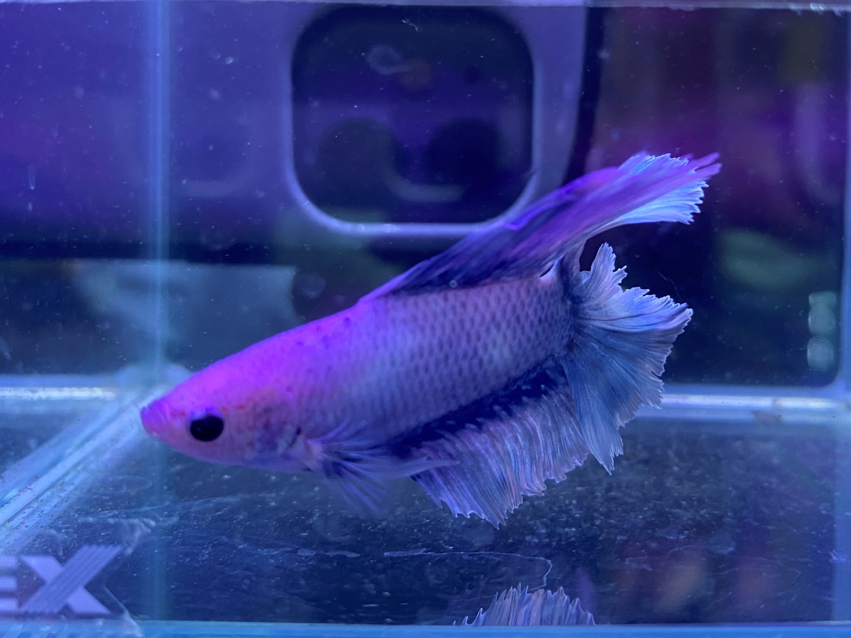 テツギョ 鉄魚 🐠 ヒレが長く、泳ぐ姿がとっても綺麗だワン😊✨仙台ECO仙台専門学校動物飼育海洋魚水族館アクア水槽アクアリスト