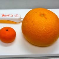 スルッと簡単♪はっさくの皮をきれいに＆食べやすくむく方法暮らしニスタ