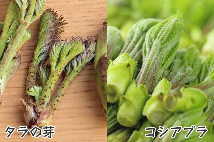 たけのことタラの芽 葉 の天ぷら