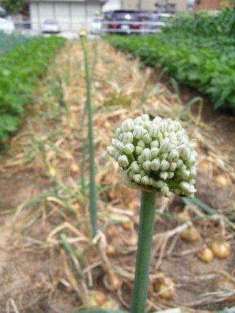 タマネギみなとの野菜大辞典