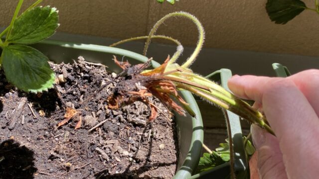 脇芽管理 イチゴの脇芽の取り方- 苺の花ことばブログ