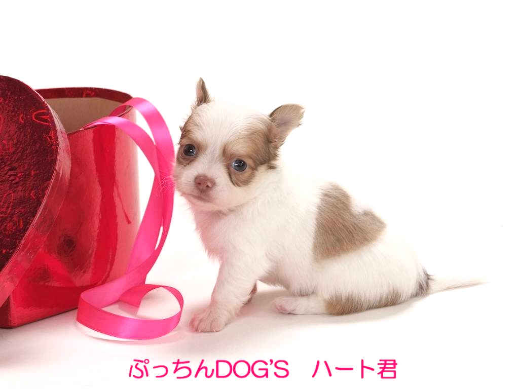 株式会社ぷっちんDog's「小型犬専門のブリーダーショップです！良質の子犬を低価格で」