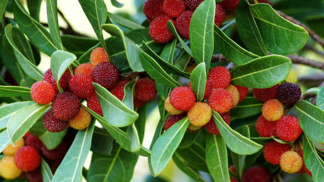 グミの実の画像一覧：旬の果物百科