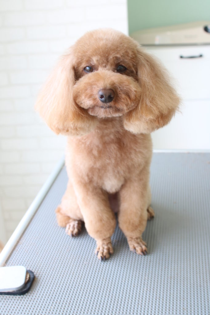 ポメ好きによるポメラニアンのたぬきカット - 出張トリミング千葉東京bouquet犬猫のシャンプーカット