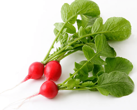 12月18日 ラディッシュの葉沢田俊子のホームページ