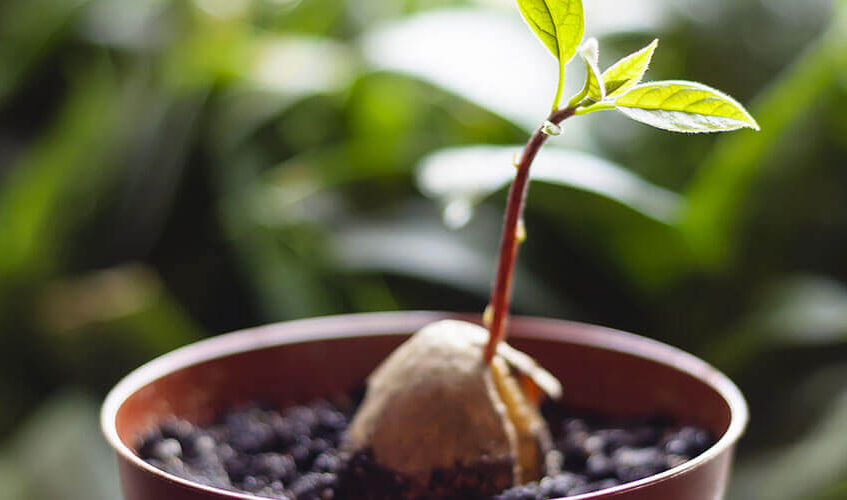 アボカドの挿し木方法と挿し木の適切な時期 アボカドの挿し木検証: ひまチュンの機械ブログ