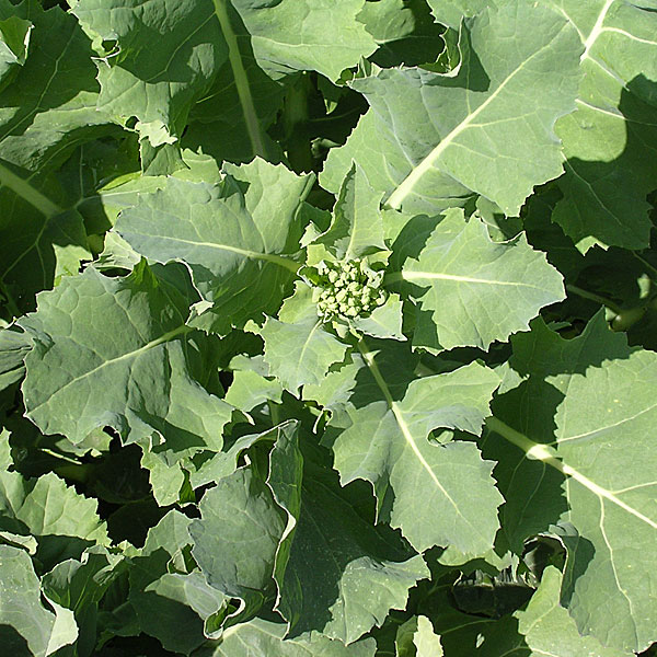 11月に植える野菜初心者がプランターで簡単に育てられる野菜7選コーナンTips