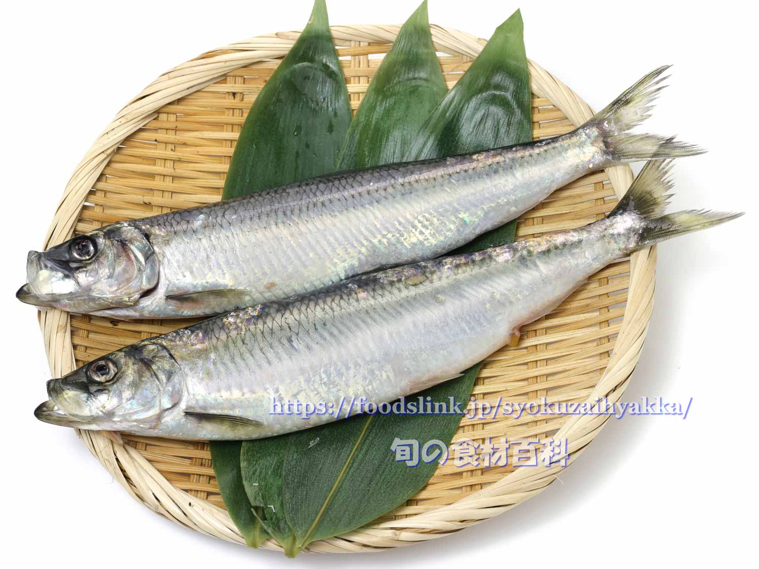 白子・真子 魚卵 を美味しく食べよう 釣り船 新潟 上越 能生漁港 こうゆう丸