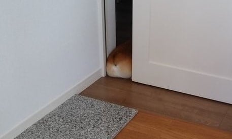 食パンが歩いてる ！」「食パン一斤って動くんだね 」食パンとそっくり過ぎるコーギーの姿が120万人を魅了！わんちゃんホンポ