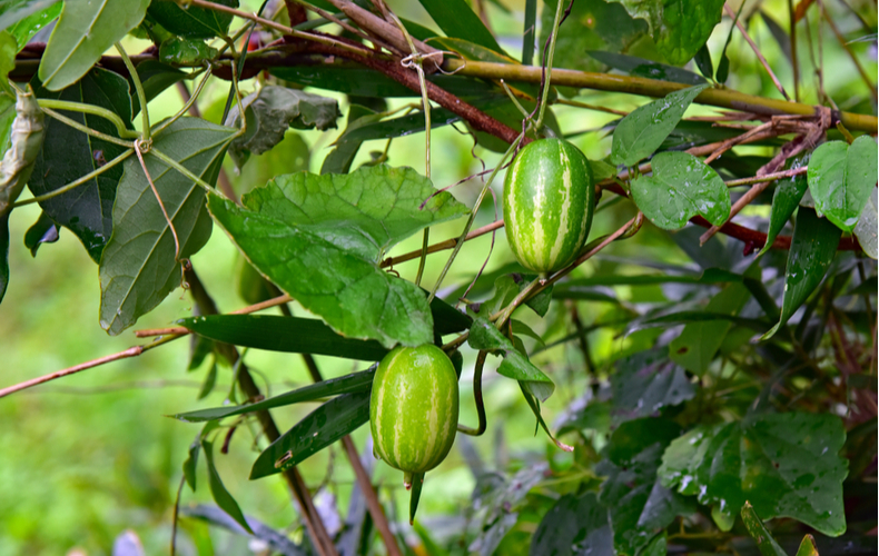 秋の味覚！？カラスウリを食べてみる？色々Lab