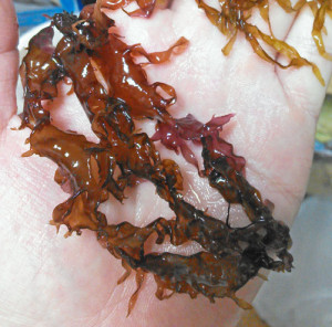 福岡・博多で長年愛される伝統食『おきゅうと』を知ってますか？低カロリーで健康食としてもいま注目される魅力を徹底紹介フクリパ