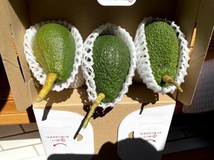 油分たっぷり!露地栽培の国産アボカド 愛媛県産1kg愛媛県松山市ふるさと納税サイト「さとふる」