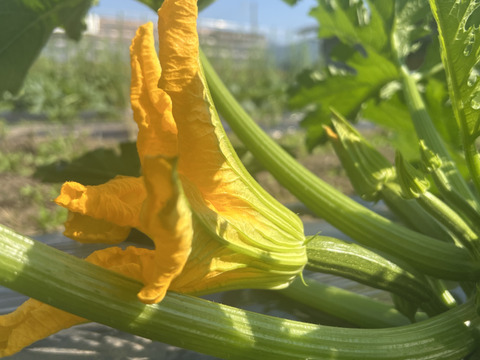 ズッキーニ立体栽培 ゼルダシリーズ 切り込み追肥方法さとっちゃん菜園 ガーデニング