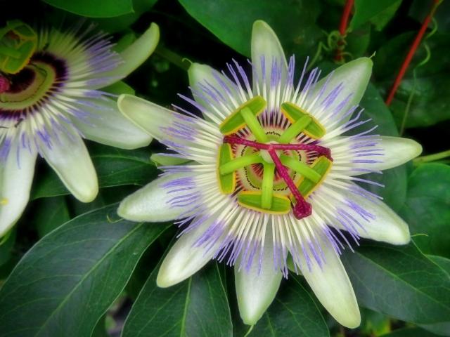 特集 紫の果実かぎけん花図鑑