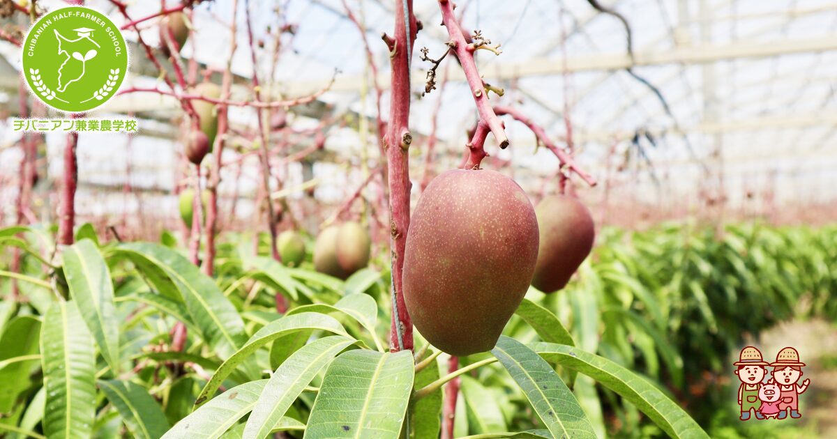 マンゴーの芽生え