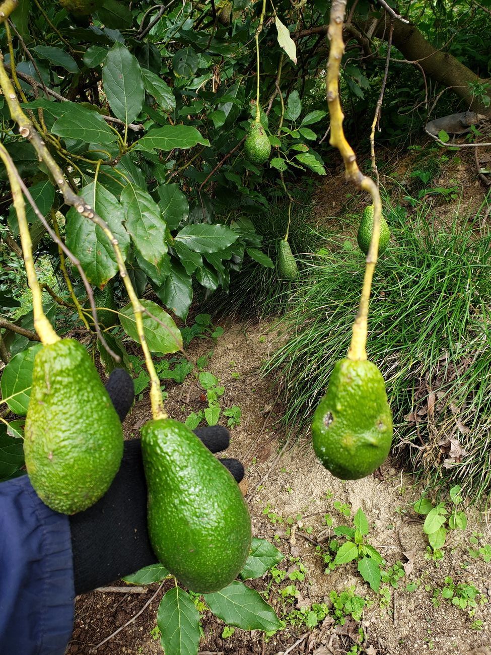 ふるさと納税2025年11月下旬から発送 国産 オーガニック アボカド 約200g 1玉 家庭用 品種 おまかせ 200g はちみつ セット 愛媛松山 健康 料理 デザート パスタ パン サラダ ジュース 先行受付2024年10月中旬から発送 アボカド 国産 家庭用 除草剤 不使用 約