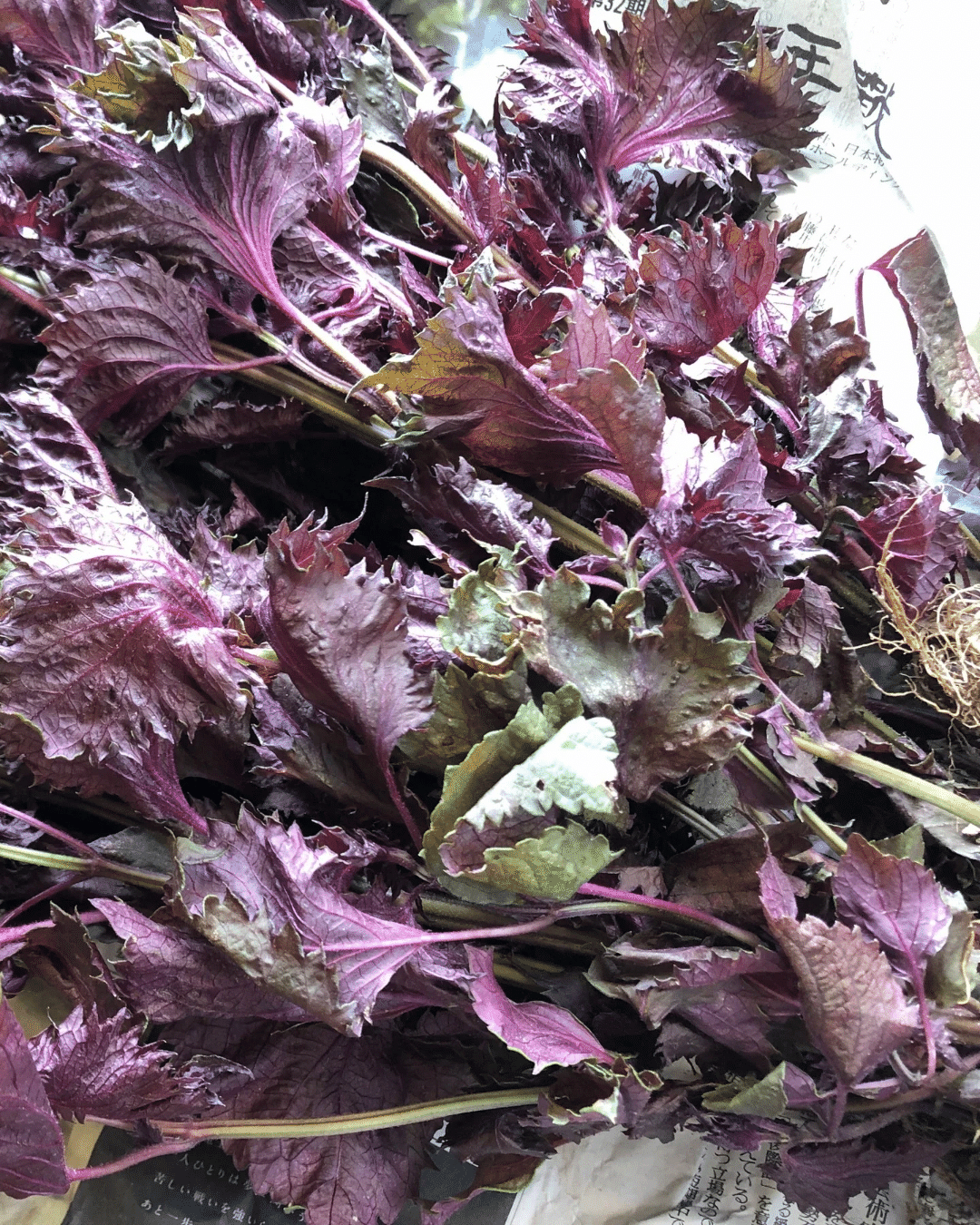 梅は秋に干すのがおすすめ？「梅干しの土用干し」の時期や食べごろとは？梅干しの通販 和歌山の南高梅専門店熊平の梅