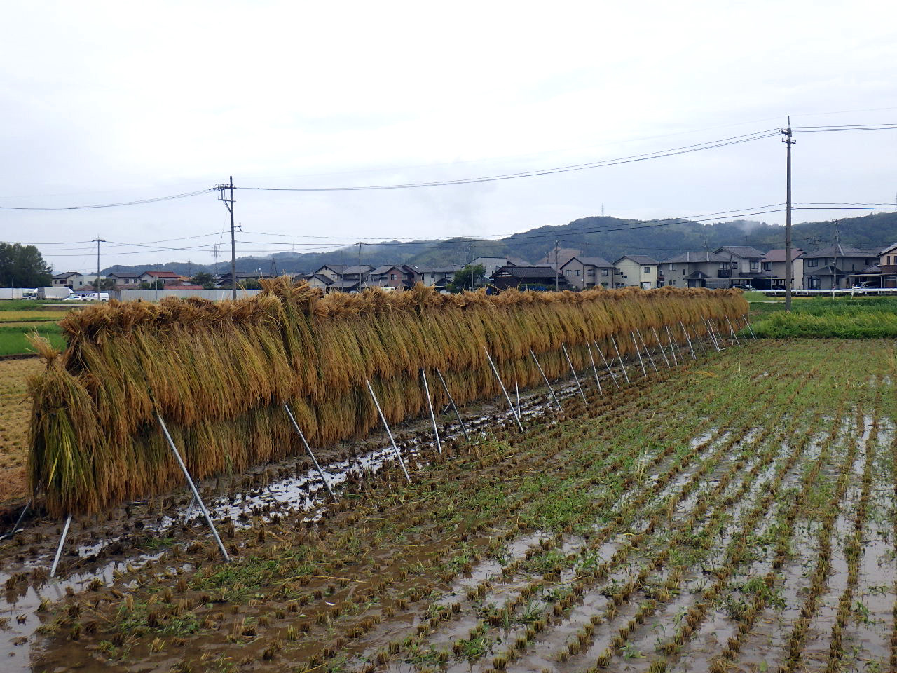 稲の 掛け干し いねのかけぼし大村歳時記シリーズ、長崎県 大村の民俗、風習、風物など